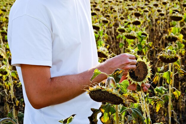 Młody jasnowłosy mężczyzna w białej koszulce zbiera i zjada na polu świeże nasiona słonecznika