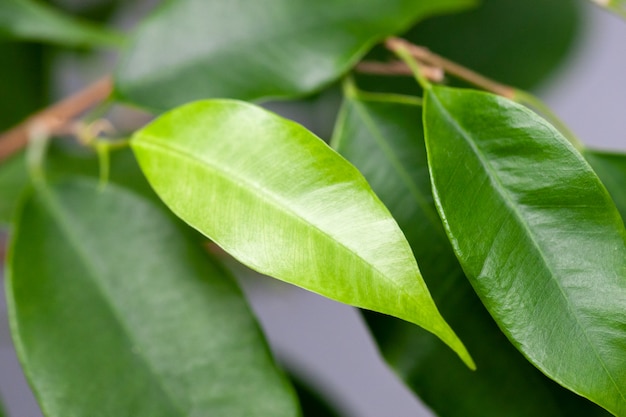 młody jasny zielony liść houseplant na gałęzi. kryty tropikalny roślin.