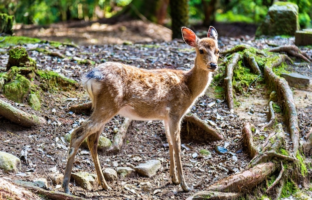 Młody jeleń sika w parku Nara - Japonia