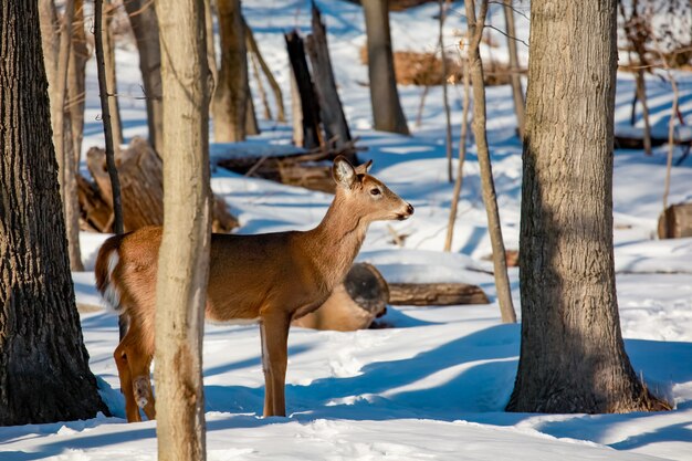 Młody jeleń whitetail stojący na skraju lasu na zimę Dziki krajobraz