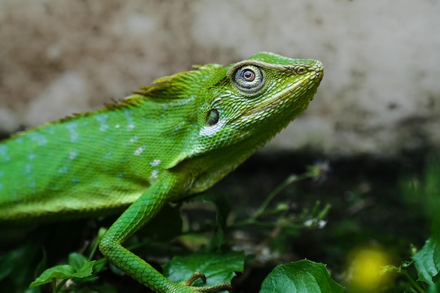 Młody kameleon cieszy się słońcem