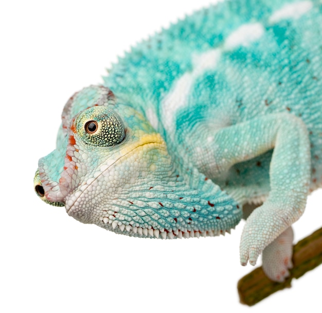 Młody kameleon Furcifer Pardalis - Ankify na bielu odizolowywającym