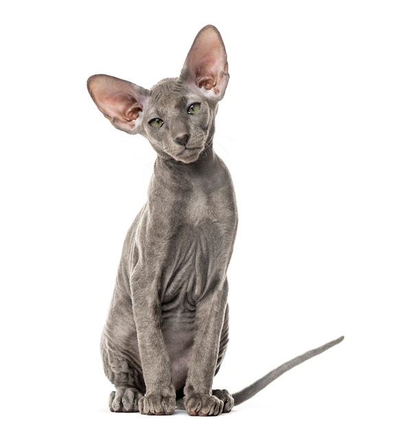 Młody kot Peterbald siedzi, na białym tle
