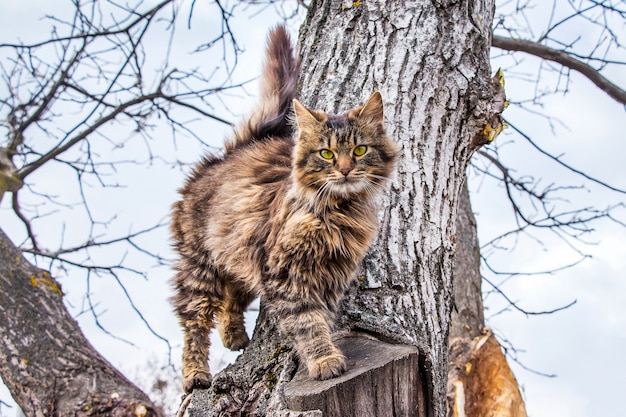 Młody kot w paski wspinający się na drzewo