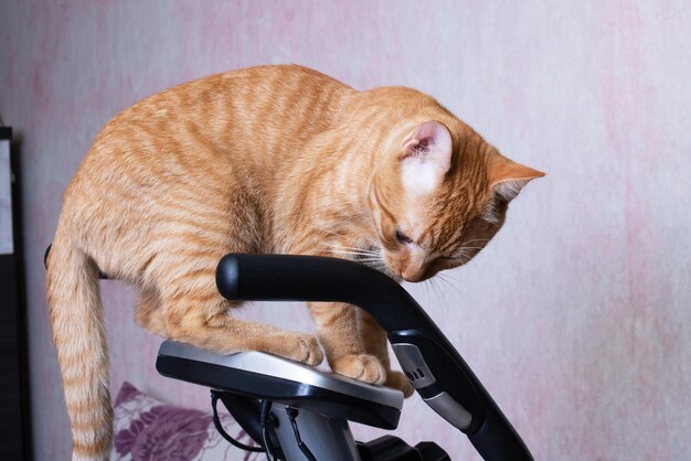 Młody kot z rowerem treningowym w domu