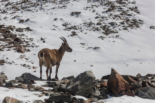 Młody koziorożec alpejski na skałach na łąkach Mount Blanc Francja