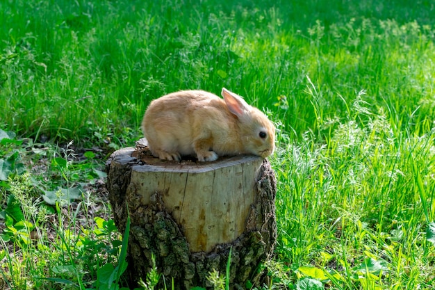 Młody królik siedzi na pniu drzewa na tle bujnej zielonej trawy i bada otoczenie w słoneczny wiosenny dzień