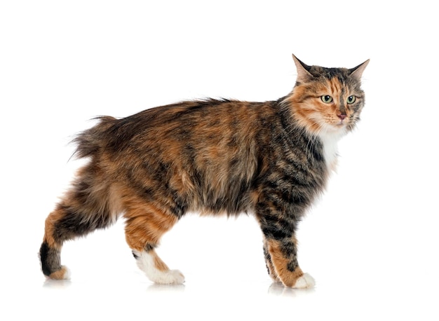 Młody Kurilian Bobtail na białym tle