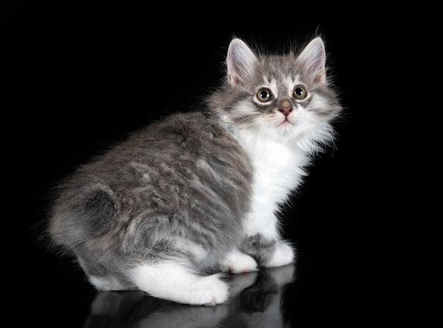 młody Kurilian Bobtail na czarnym tle
