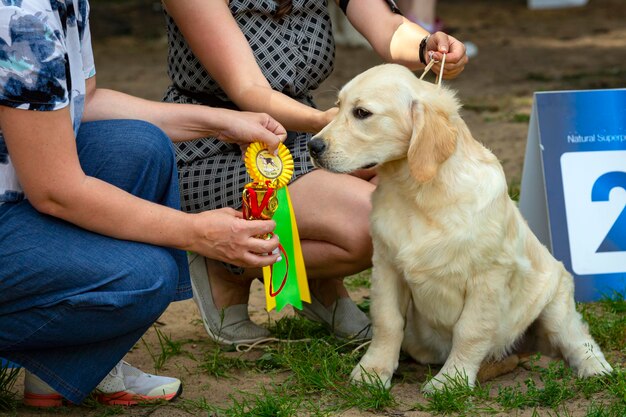 Młody labrador odbiera gratulacje za wygranie wystawy...