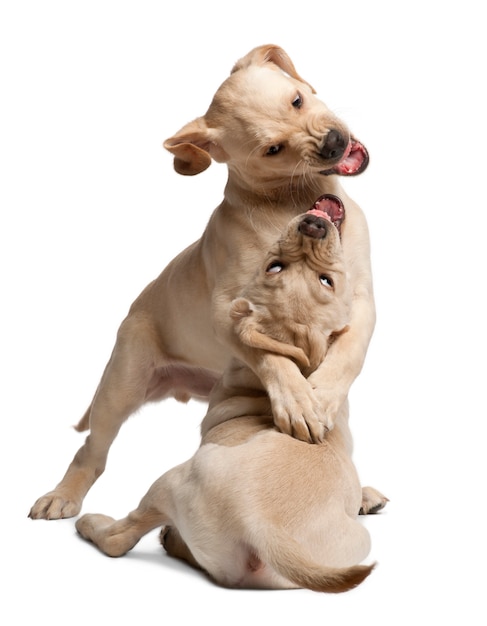 Młody Labrador Retriever, 4 miesiące