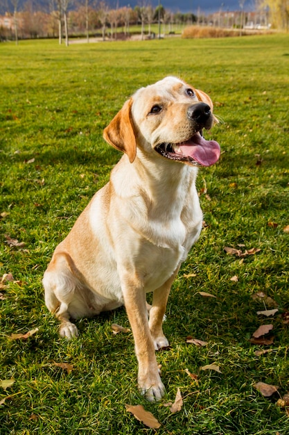 Młody Labrador Retriever W Jesiennym Parku