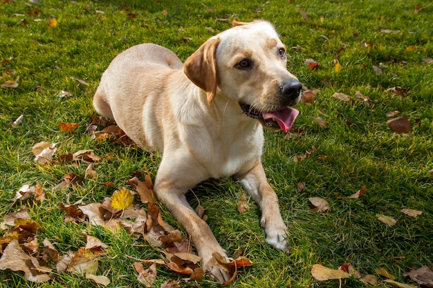 Młody labrador retriever w jesiennym parku