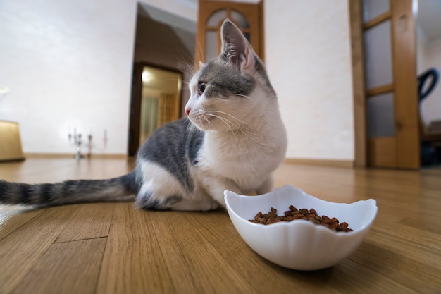 Młody ładny mały ładny biały i szary kot domowy kotek jeść z miski granulki suche jedzenie na drewnianej podłodze w pomieszczeniu. Trzymanie zwierząt domowych w domu.