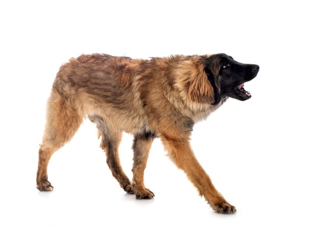 Młody Leonberger na białym tle