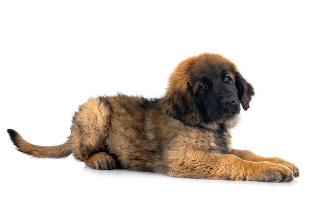 Młody Leonberger na białym tle