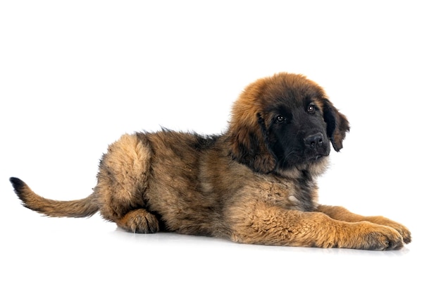 Młody Leonberger Na Białym Tle