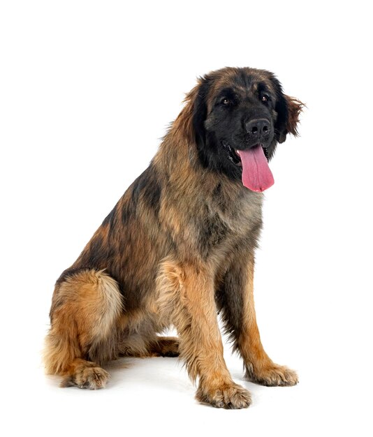 Młody Leonberger na białym tle