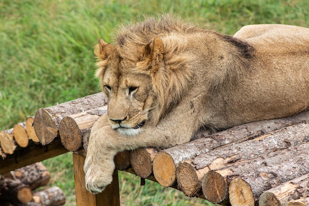 Zdjęcie młody lew leży na platformie w zoo