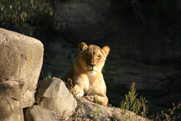 Zdjęcie młody lew na skale