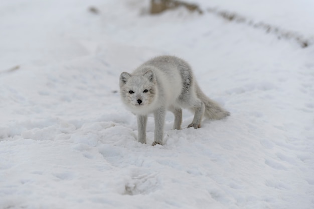 Młody lis polarny w zimowej tundrze. Szczeniak szary lis polarny.