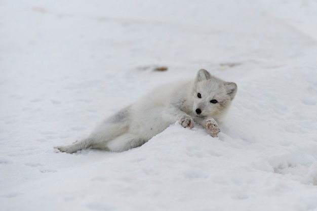 Młody lis polarny w zimowej tundrze. Szczeniak szary lis polarny.
