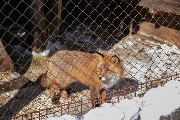 Młody lis rudy w wybiegu zoo w słoneczny zimowy dzień patrzy na wolność