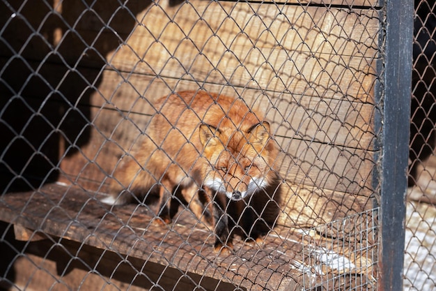 Młody lis rudy w wybiegu zoo w słoneczny zimowy dzień patrzy w kamerę
