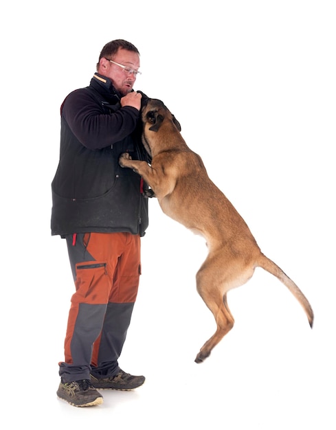 Młody Malinois i jego właściciel w studiu.