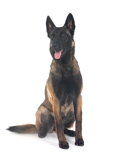 Młody Malinois w studiu.