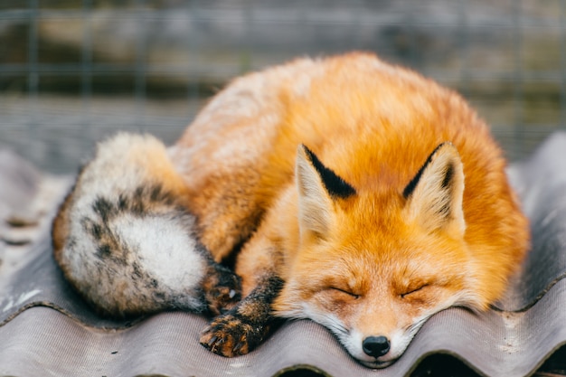 Młody mały uroczy szczeniaka lisa dosypianie na buda dachu w zoo na zamazanej naturze plenerowej. Zbliżenie portret czerwony pomarańczowy drapieżnik z długim ogonem.