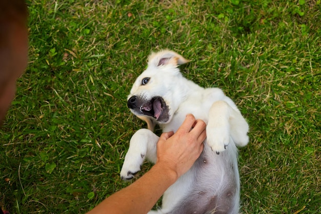 Zdjęcie młody mężczyzna spędzający miło czas ze swoim szczeniakiem golden retriever w zielonym parku latem