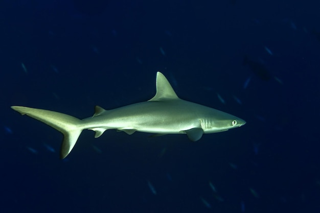 Młody nowonarodzony szary rekin gotowy do ataku pod wodą na niebiesko