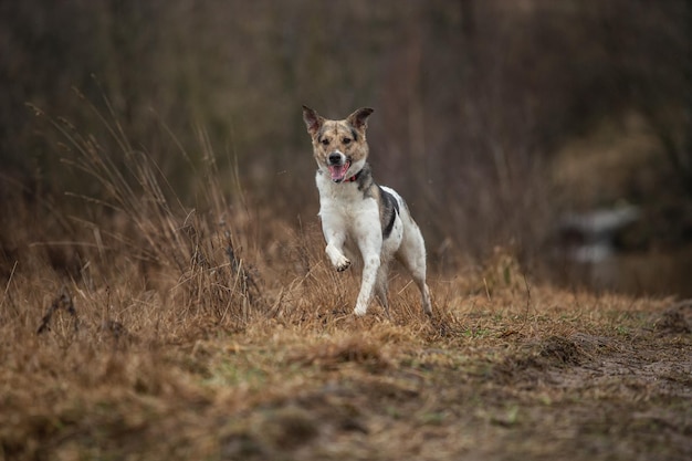 Młody owczarek otrząsa się z wody w naturze