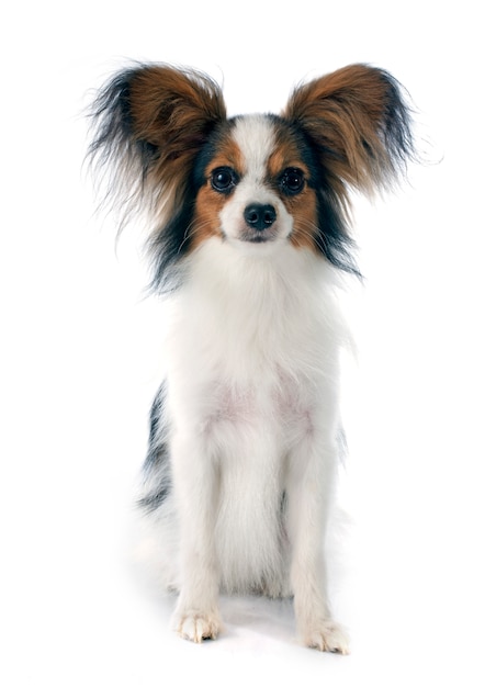 młody papillon