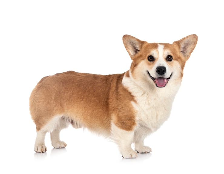 Zdjęcie młody pembroke welsh corgi na białym tle