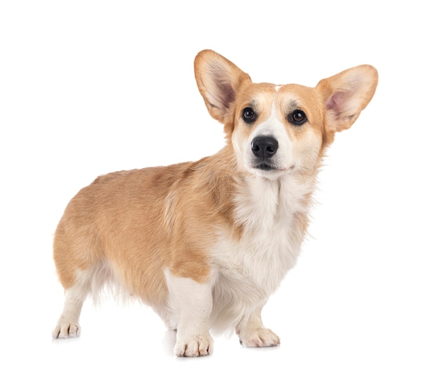 Młody Pembroke Welsh Corgi na białym tle