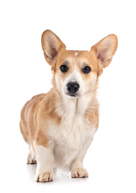 Młody Pembroke Welsh Corgi na białym