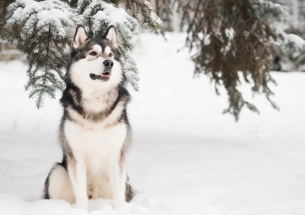 Młody piękny alaskan malamute siedzi w śniegu. Pies zima.