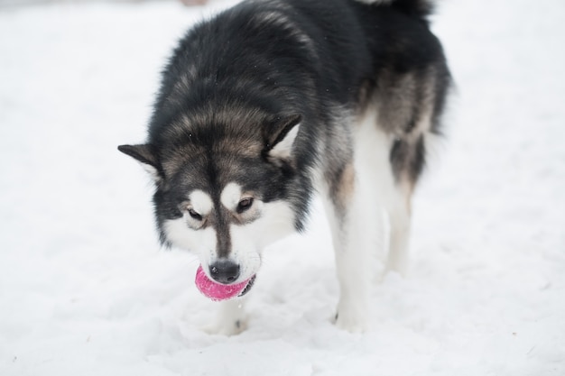 Młody piękny alaskan malamute stojąc i grając z fioletową piłką