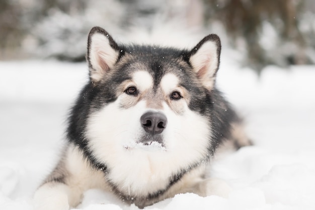 młody piękny alaskan malamute z brązowymi oczami leżącymi w śniegu. Pies zima. Wysokiej jakości zdjęcie