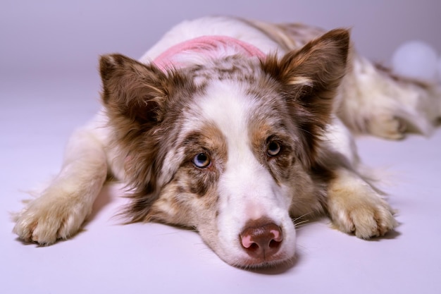 Młody piękny czerwony merle border collie leżący na ziemi w studiu fotograficznym.