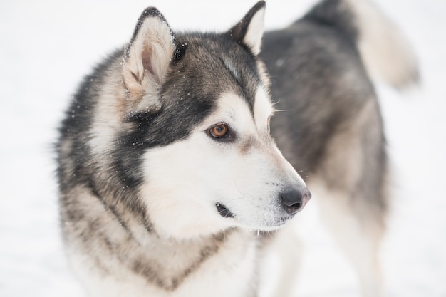 Młody piękny pies alaskan malamute z brązowymi oczami w śniegu