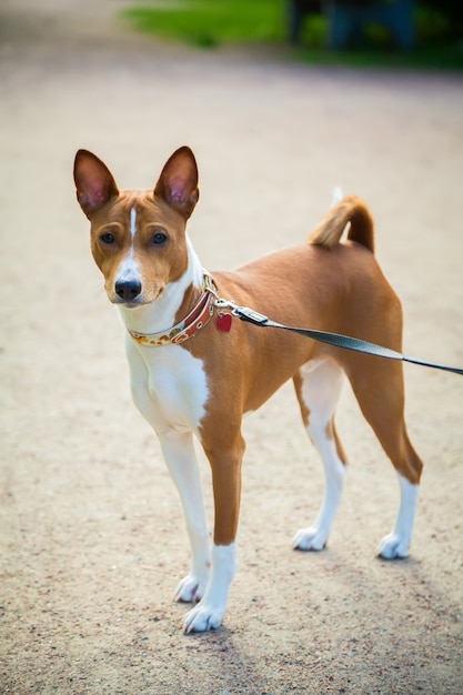 Młody pies basenji, grając na zewnątrz