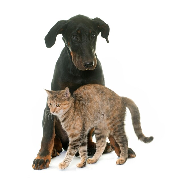 młody pies beauceron i kotek