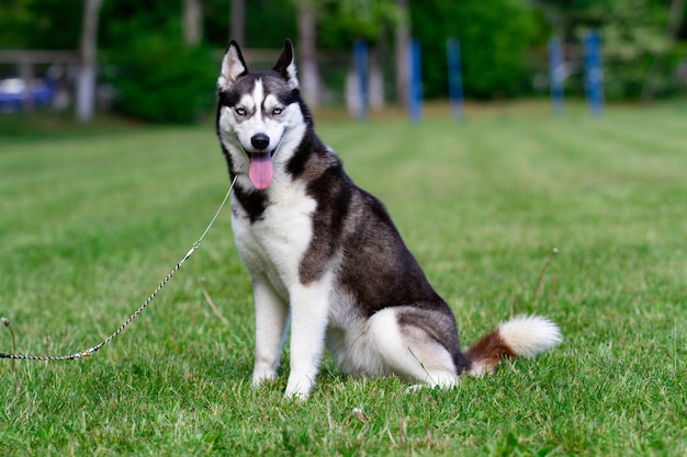 Młody pies husky syberyjski siedzi na suszonej trawie.