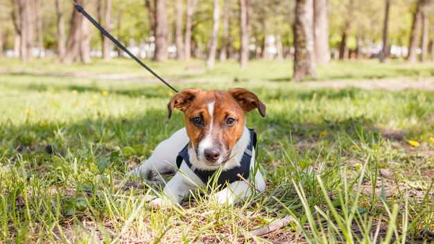 Młody pies Jack Russell Terrier na zewnątrz w słoneczny letni dzień.