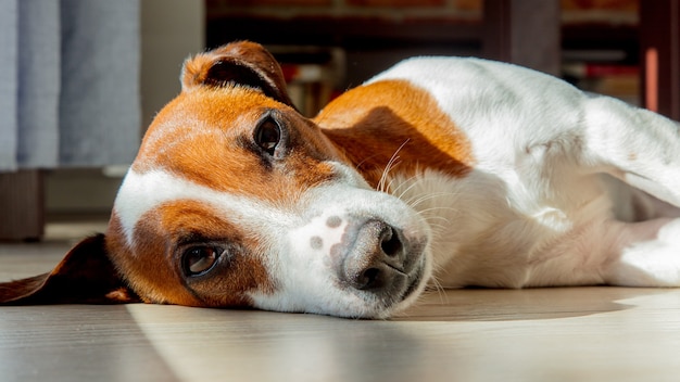 Młody pies jack russell terrier śpi na podłodze w pokoju w pobliżu okna.