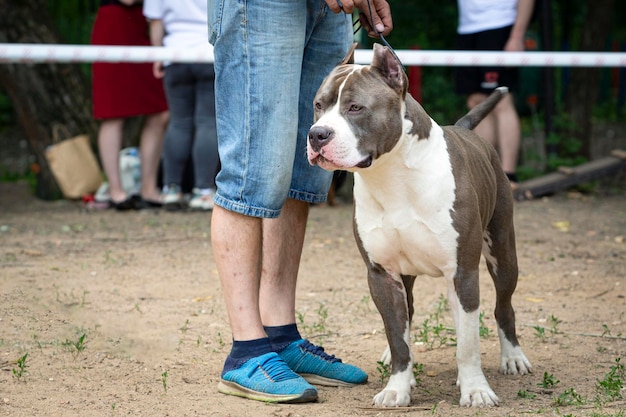 Młody pies rasy American Staffordshire Terrier na wystawie psów