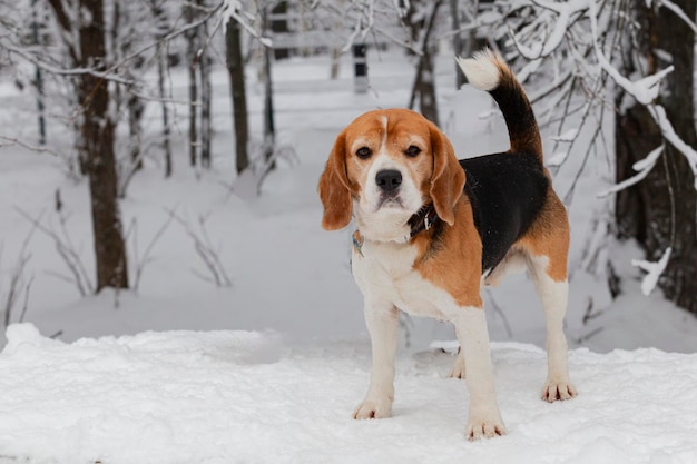 Młody pies rasy Beagle bawi się w śniegu w zimie